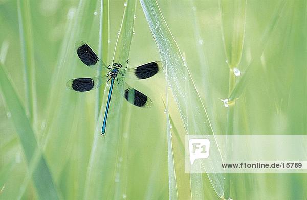 Blue Dragon fly (Calopteryx Spendens) auf grünem Gras