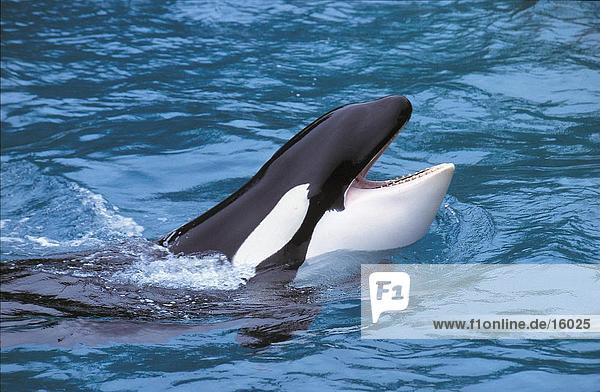 Orca Whale (Orcinus Orca) mit offenem Mund in Wasser  Kanada