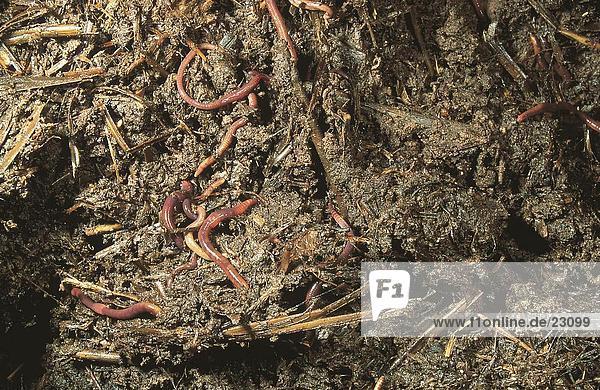 Earthworms in compost