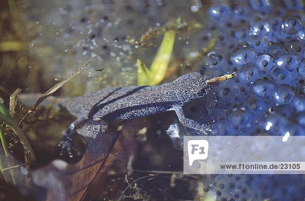 Female Blue Newt (Triturus alpestris) with spawn in pond