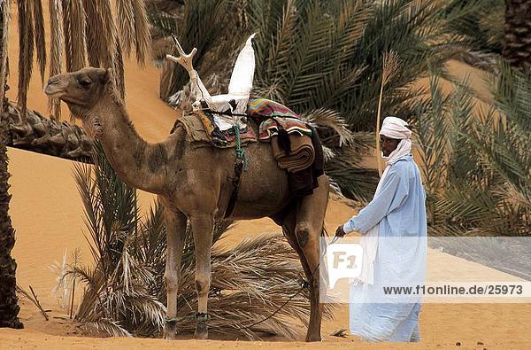 Man with camel in desert  Oasis  Tuareg  Sahara Desert  Libya
