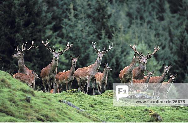 Herde von Red Deer (Cervus Elaphus) stehend auf hill