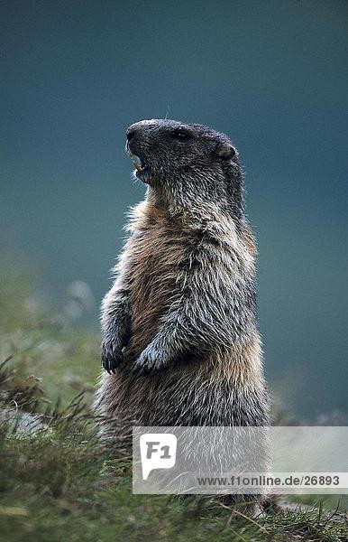 Nahaufnahme der Alpine Murmeltier (Marmota Marmota) im Feld  Nationalpark Hohe Tauern  Österreich