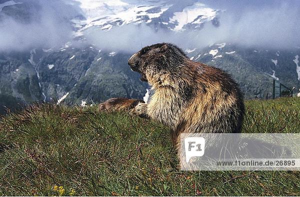 Alpine Murmeltier (Marmota Marmota) im Feld  Nationalpark Hohe Tauern  Austriaal