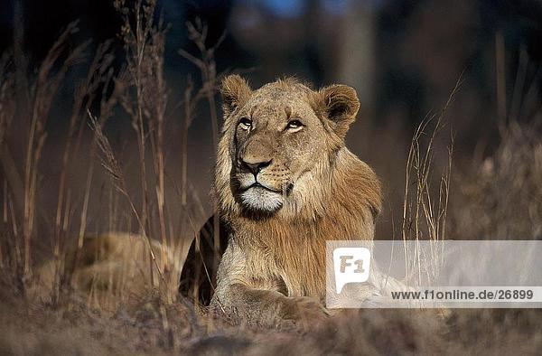 Löwen (Panthera Leo) liegt im Wald