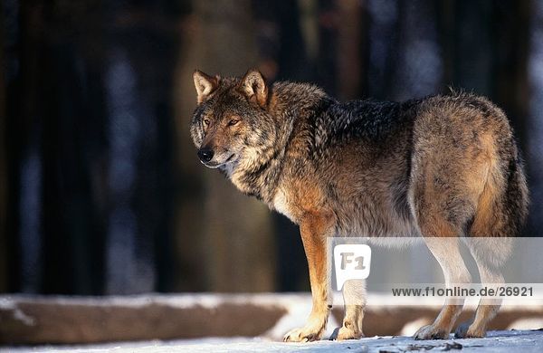 Grauwolf Canis lupus pambasileus stehend Landschaft Schnee