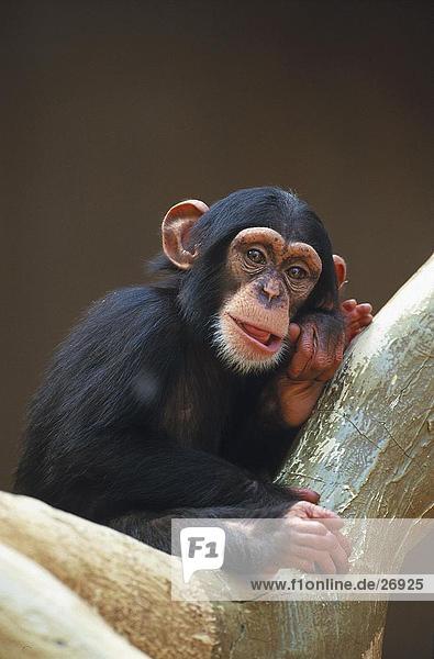Nahaufnahme der Schimpansen (Pan Troglodytes) auf Baum