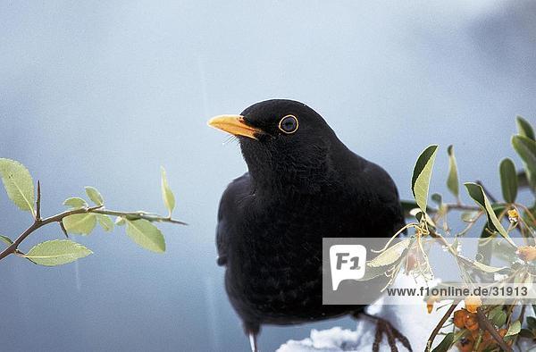 Nahaufnahme der Blackbird (Trudus Merula) hocken auf Zweig  Nationalpark Bayerischer Wald  Bayern  Deutschland