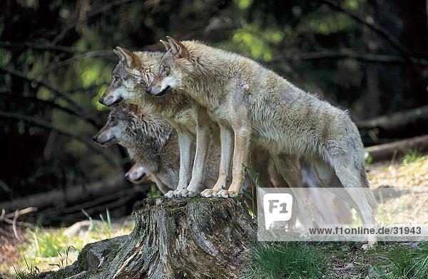 Herde von Grauen Wölfe (Canis Lupus) im Wald  Nationalpark Bayerischer Wald  Bayern  Deutschland