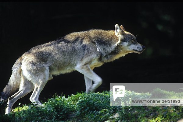 Grauwolf Canis lupus pambasileus gehen Wald Bayern Deutschland Nationalpark Bayerischer Wald
