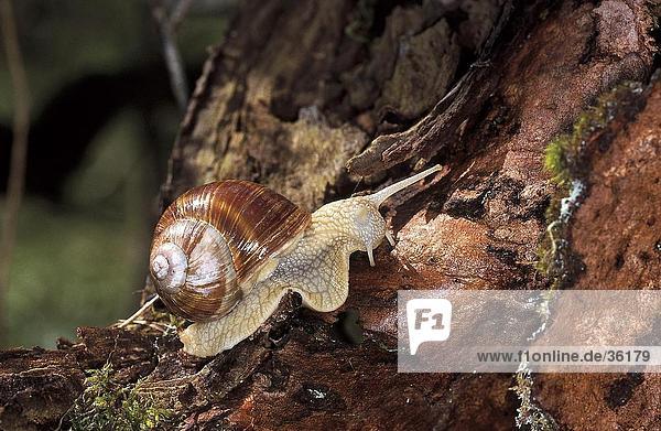 Close-up of Burgundy snail (Helix Pomatia) on tree trunk