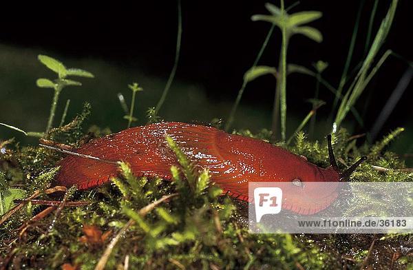 Close-up of Red Slug (Arion rufus) in grass