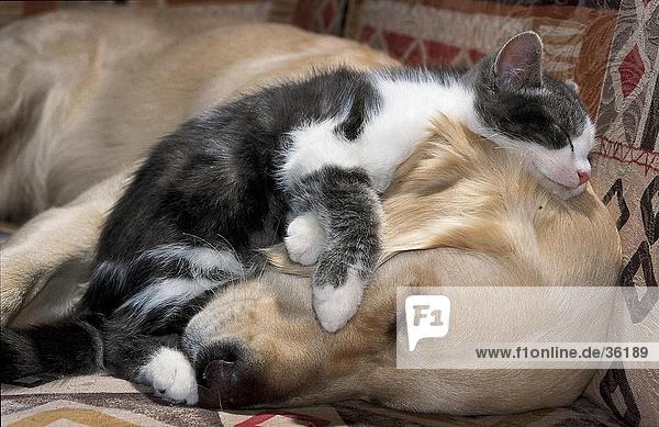 Cat sleeping on Golden Retriever's face