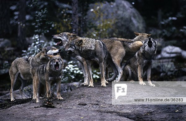 Herd of Grey wolves (Canis lupus) howling in forest Bavarian Forest National Park Bavaria Germany