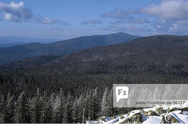 Coniferous trees in forest Bayerischer Wald National Park Bavaria Germany