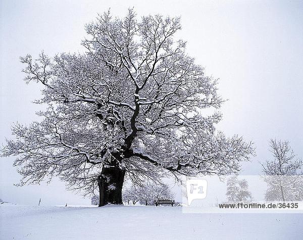 Oak tree on snow covered landscape