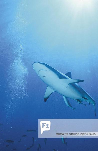 Grey Reef shark (Carcharhinus amblyrhynchos) fish swimming underwater  Papua New Guinea