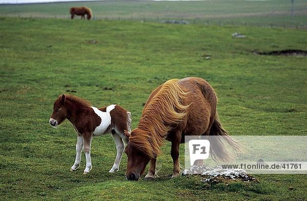 Shetland-Pony mit seiner Fohlen auf Wiese Unst Shetland-Inseln Schottland