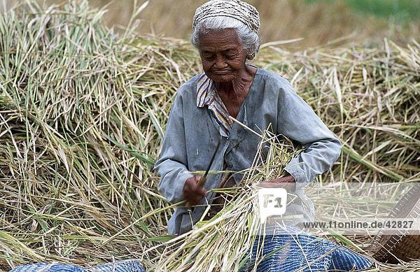 Weibliche Farmer Ernte Reis Ernten von hand Mengwi  Bali  Indonesien