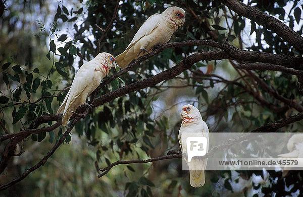 Baudins Corella (Cacatua Tenuirostris) Papageien hocken auf Baum Sydney New South Wales Australien