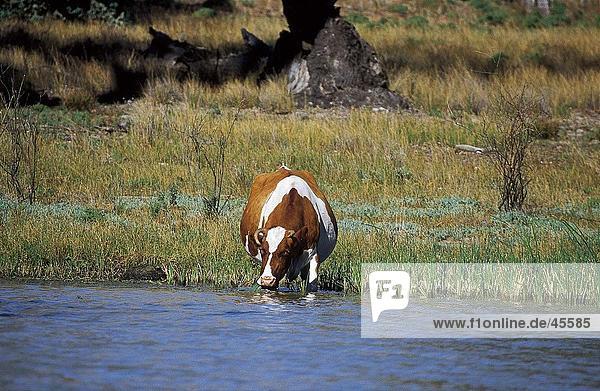 Kuh Trinkwasser aus Lake New South Wales Australien