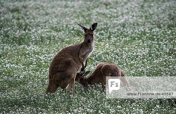 Kangaroo Fütterung seine Jungen in Flower Meadow Bordertown Süd-Australien