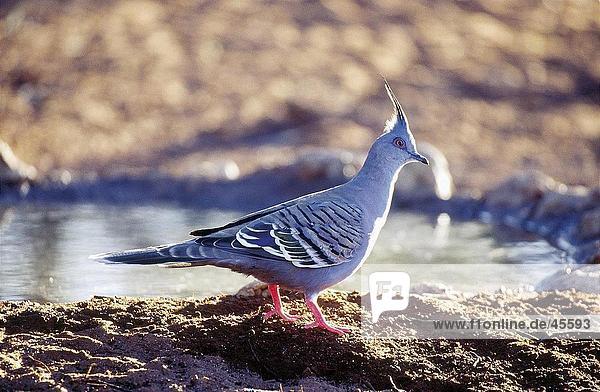 Spitzschopftaube (Ocyphaps Lophotes) am Wasserloch Australien