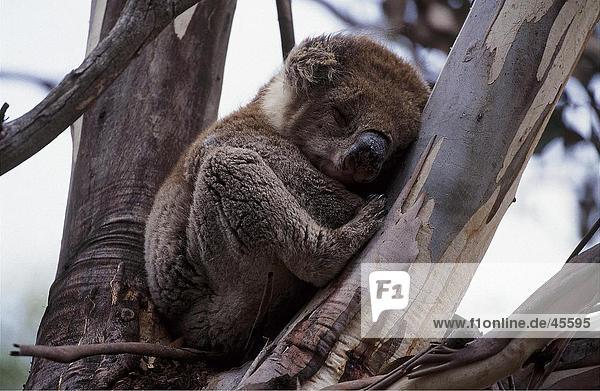 Sleppy Koalabär Känguru-Insel Australien