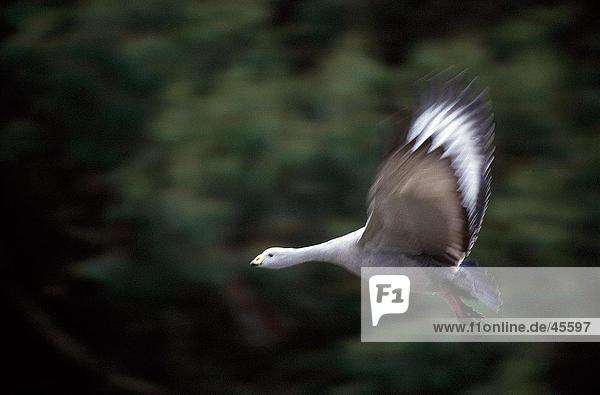 Cape Barren Gans (Cereopsis Novaehollandiae) im Flug Kangaroo Island Flinders-Chase-Nationalpark Australien