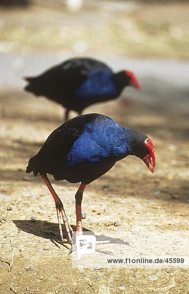 Zwei Purple Swamphen (Porphyrio Porphyrio) Vögel Nahrungssuche in Feld Australien