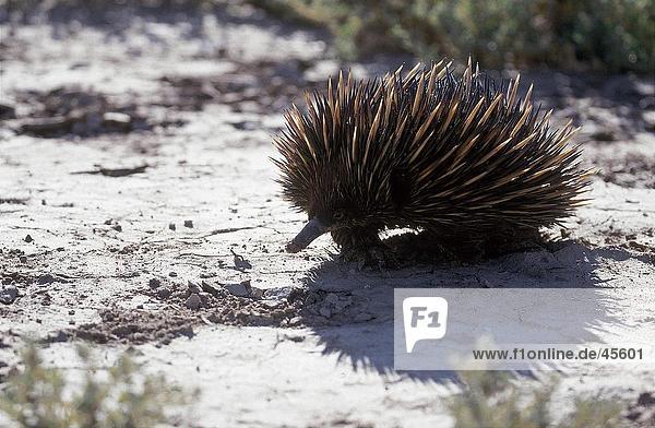 Nahaufnahme der Kurzschnabeligel (Tachyglossus Aculeatus) auf Boden Australien