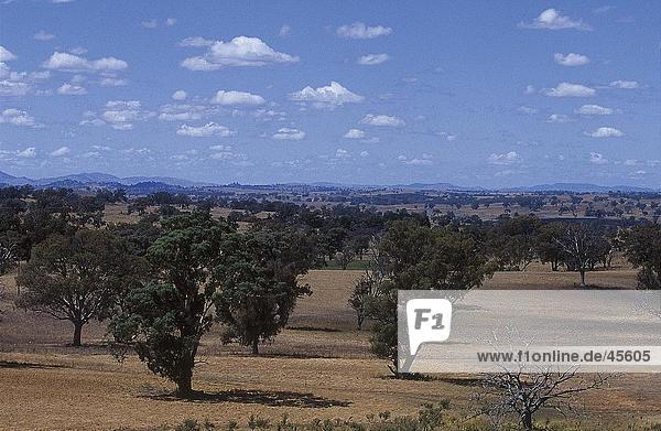 Bäume auf der Landschaft New South Wales Australien