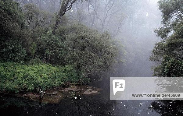 Nebel über River Cabramatta Creek Sydney New South Wales Australien