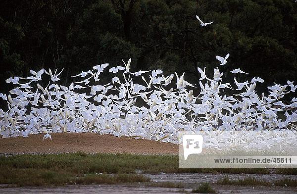 Vogelschwarm wenig Corella (Cacatua Sanguinea) im Flug Australien