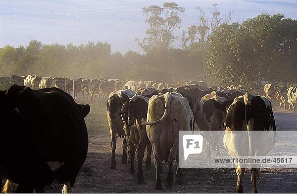 Herde Kühe zu Fuß in Feld Australien