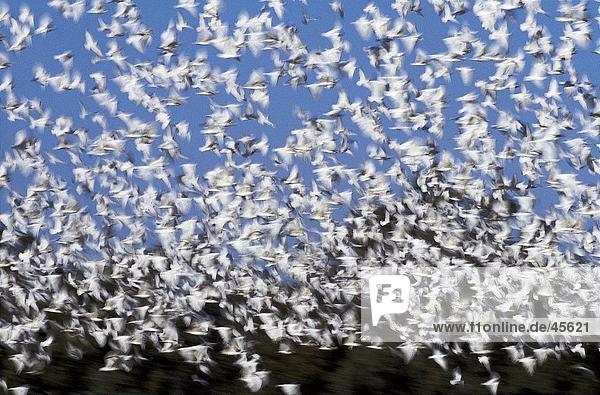 Vogelschwarm wenig Corella (Cacatua Sanguinea) im Flug Australien