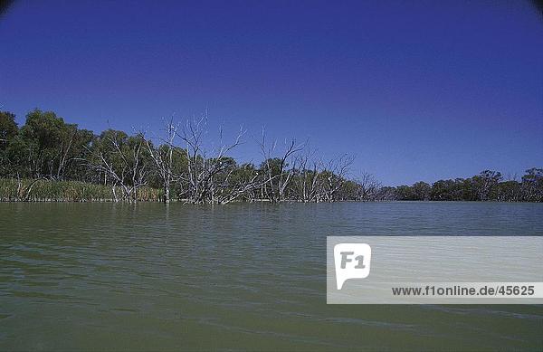 Bare Gum Bäume im Fluss Murray River Australien