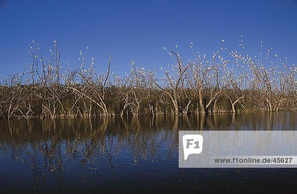 Vogelschwarm wenig Corella (Cacatua Sanguinea) hocken auf Bäumen Australien