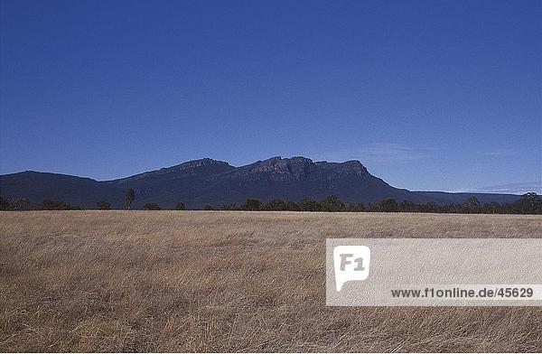 Trocknen Sie im Feld Gras und Bergen im Hintergrund Grampians Victoria Australien