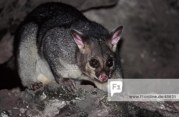 Nahaufnahme der Kusus (Trichosurus Vulpecula) in Höhle Mt Gambier Australien
