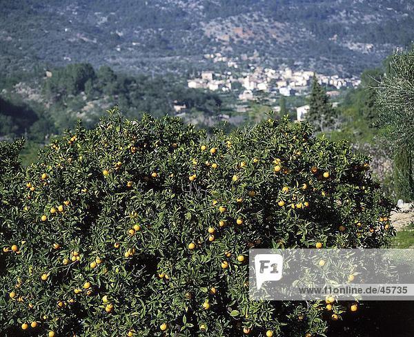 Orange plantation on hill  Serra de Tramuntana  Fornalutx  Balearic Islands  Spain