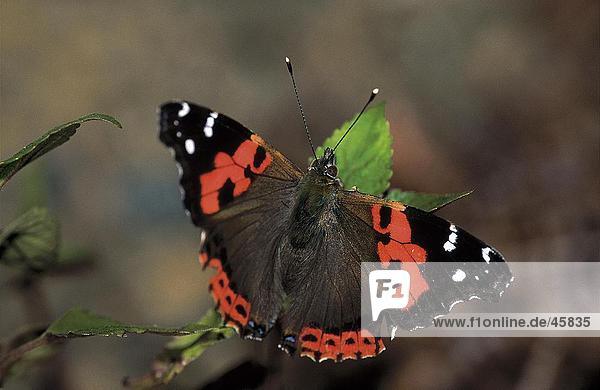 Close-up of Red Admiral (Vanessa atalanta) butterfly on leaf  Canary Islands  Spain
