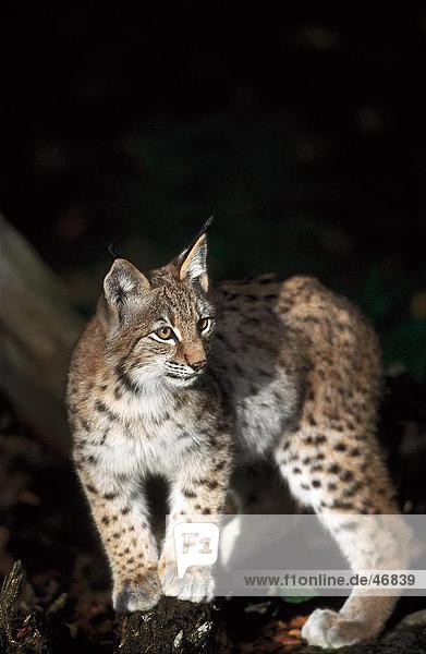 Luchs (Lynx Lynx) im Wald  Nationalpark Bayerischer Wald  Bayern  Deutschland