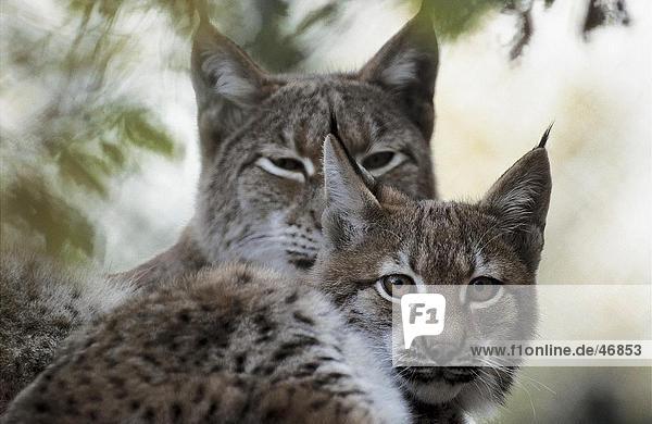 Nahaufnahme der zwei Luchs (Lynx Lynx) in Gesamtstruktur,  Nationalpark Bayerischer Wald,  Bayern,  Deutschland