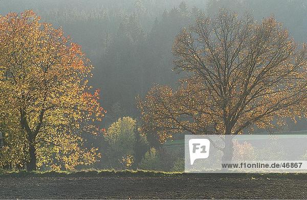 Herbstbäume in Haze  Bayern  Deutschland