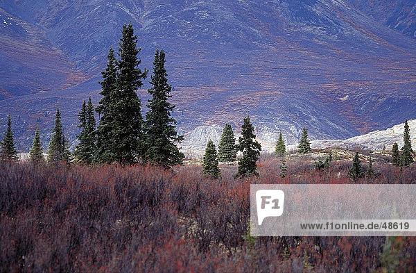 Bäume auf Landschaft Mt Talkeetna Wrangell St. Elias Glenn Highway Alaska USA