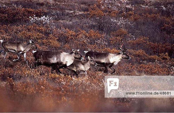 Herde von Karibus (Rangifer Tarandus) Wandern im Feld Denali National Park Alaska USA