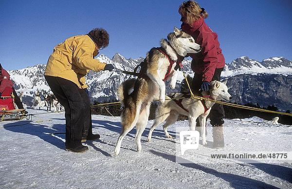 Zwei Menschen mit Schlittenhunde auf verschneiten Landschaft