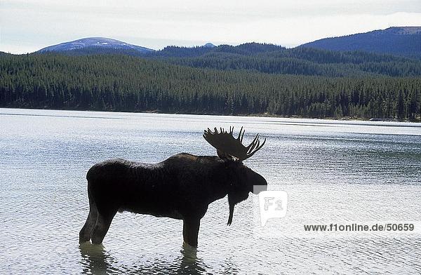 Silhouette of Moose (Alces alces) standing in lake Maligne Lake Jasper National Park Alberta Canada