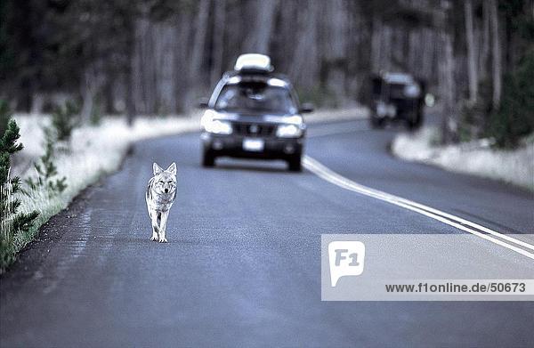 Coyote (Canis latrans) running on road with car in background Jasper National Park Alberta Canada